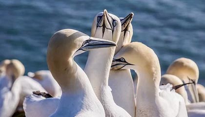 开云体育下载网页版-利物浦面对莱斯特城，凯塔是否会在关键时刻挺身而出？，利物浦对莱斯特城比赛时间