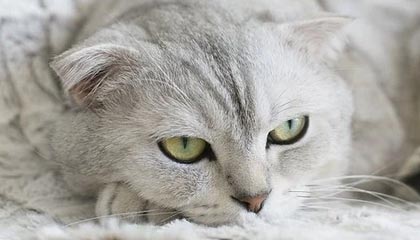 开云体育下载网页版-利物浦面对莱斯特城，凯塔是否会在关键时刻挺身而出？，利物浦对莱斯特城比赛时间